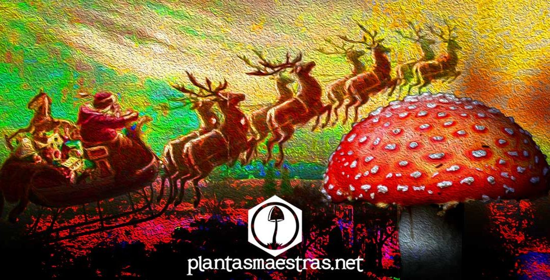 Plantas Sagradas y Navidad.:amanita muscaria y Papa Noel