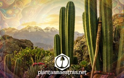 SAN PEDRO: GUÍA PARA COMPRENDER Y RESPETAR ESTA PLANTA